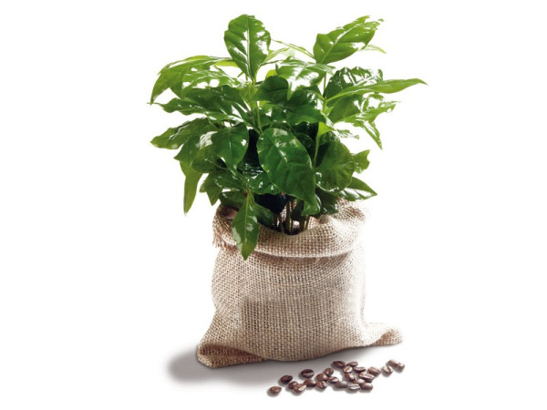 Reiche Ernte im Kaffeesack - Minipflanze
