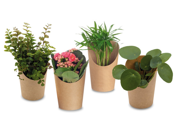 Minis im Cup - diverse Pflanzen (ohne Werbedruck)