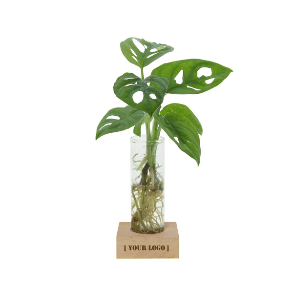 Hydroponic plants - Single tube & wood