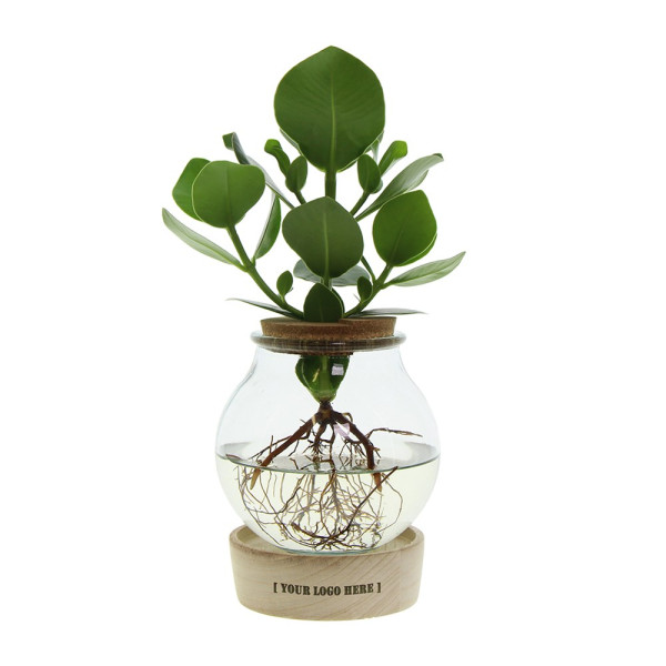 Hydroponische Pflanze im Glaskolben mit LED-Licht in Geschenkbox