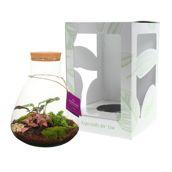 Wardians® Ecosystem - Erlenmeyer large